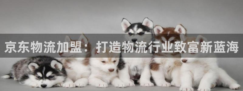 28圈网赌案件：京东物流加盟：打造物